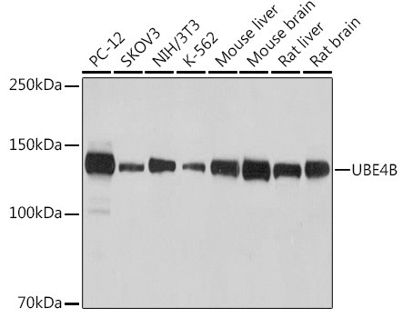 UBE4B Antibody in Western Blot (WB)