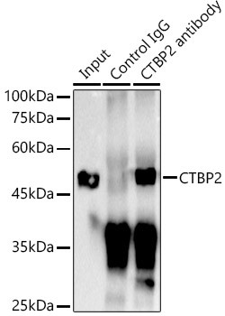 CtBP2 Antibody in Immunoprecipitation (IP)