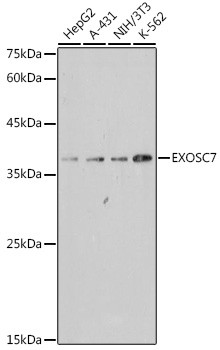 EXOSC7 Antibody in Western Blot (WB)