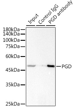 PGD Antibody in Immunoprecipitation (IP)