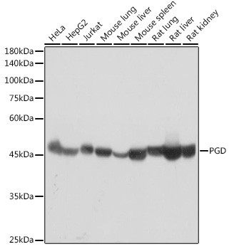 PGD Antibody in Western Blot (WB)