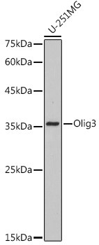 OLIG3 Antibody in Western Blot (WB)