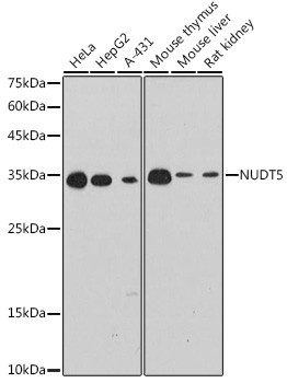 NUDT5 Antibody in Western Blot (WB)