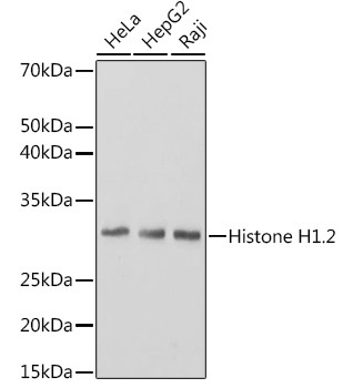 Histone H1.2 Antibody in Western Blot (WB)