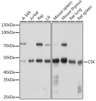 CSK Antibody in Western Blot (WB)