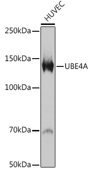 UBE4A Antibody in Western Blot (WB)