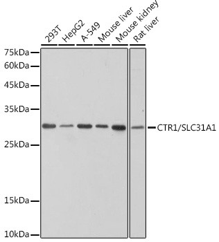 CTR1 Antibody in Western Blot (WB)