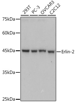 ERLIN2 Antibody in Western Blot (WB)