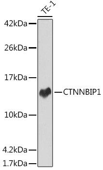 ICAT Antibody in Western Blot (WB)