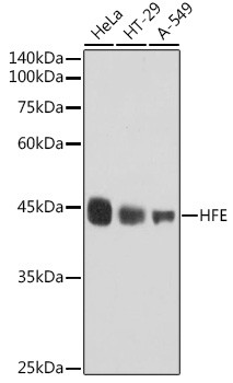 HFE Antibody in Western Blot (WB)