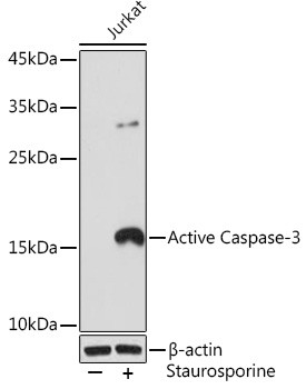 Active Caspase 3 Antibody in Western Blot (WB)