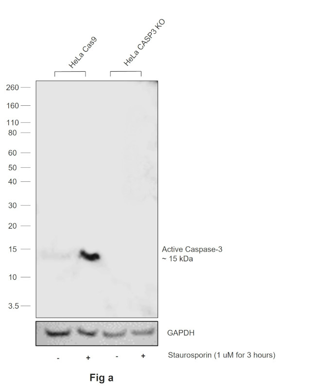 Active Caspase 3 Antibody