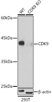 CDK9 Antibody in Western Blot (WB)