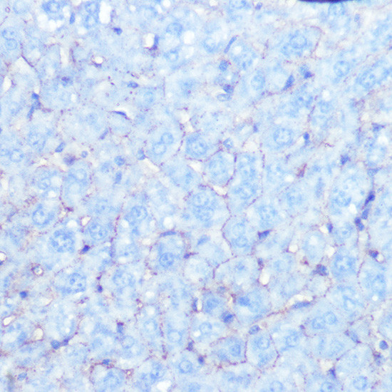 Sodium Potassium ATPase Antibody in Immunohistochemistry (Paraffin) (IHC (P))