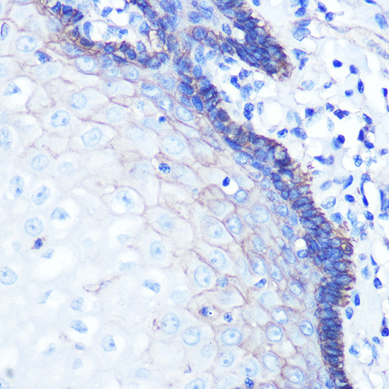 Sodium Potassium ATPase Antibody in Immunohistochemistry (Paraffin) (IHC (P))