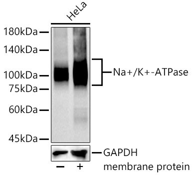 Sodium Potassium ATPase Antibody in Western Blot (WB)