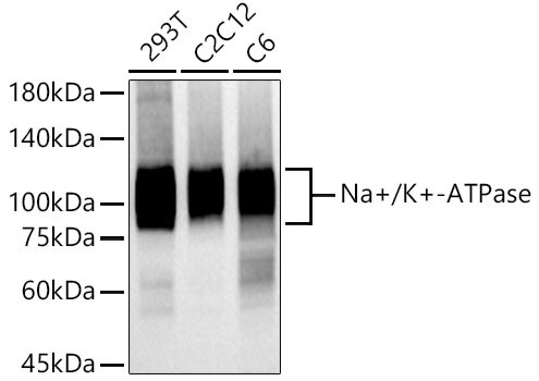 Sodium Potassium ATPase Antibody in Western Blot (WB)