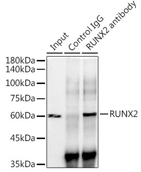 RUNX2 Antibody in Immunoprecipitation (IP)