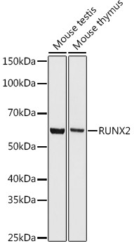 RUNX2 Antibody in Western Blot (WB)