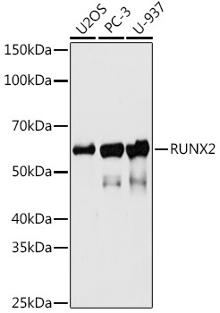 RUNX2 Antibody in Western Blot (WB)