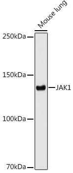 JAK1 Antibody in Western Blot (WB)