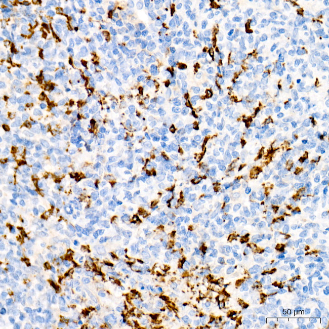 Myeloperoxidase Antibody in Immunohistochemistry (Paraffin) (IHC (P))