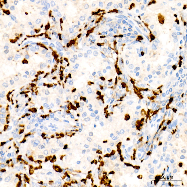 Myeloperoxidase Antibody in Immunohistochemistry (Paraffin) (IHC (P))