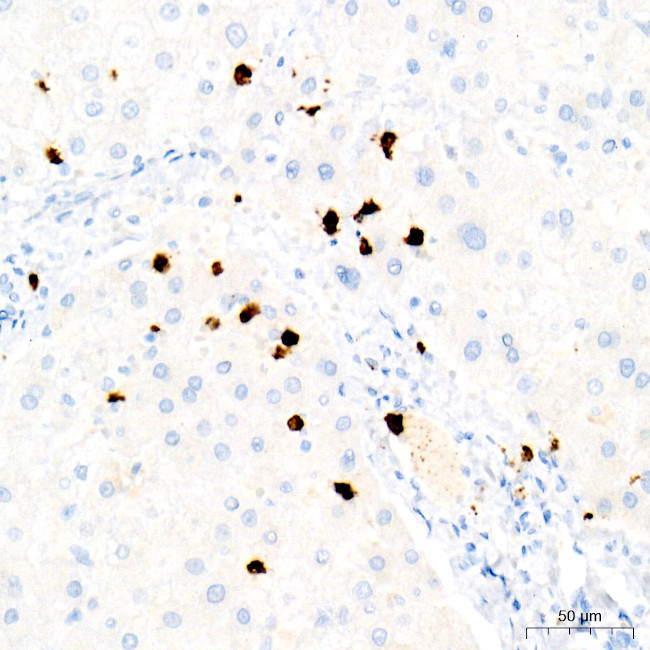 Myeloperoxidase Antibody in Immunohistochemistry (Paraffin) (IHC (P))