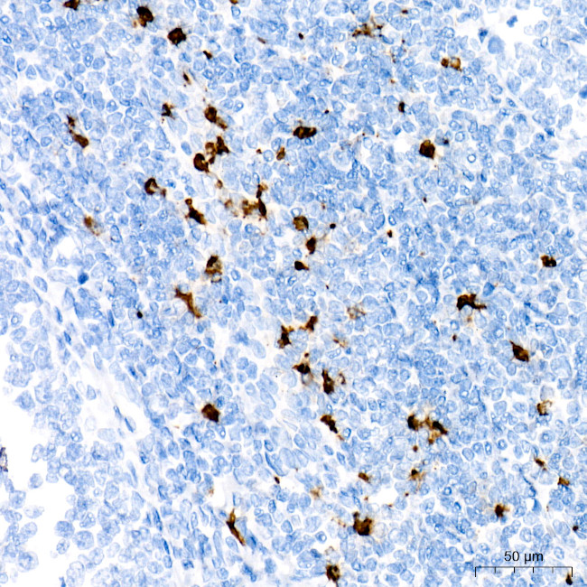 Myeloperoxidase Antibody in Immunohistochemistry (Paraffin) (IHC (P))