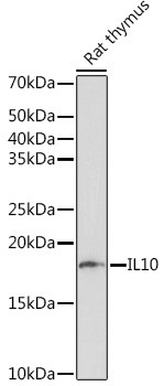 IL-10 Antibody in Western Blot (WB)