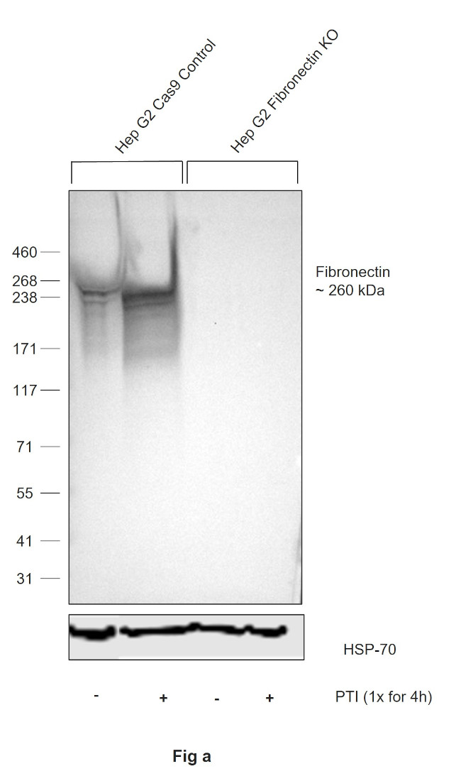 Fibronectin Antibody in Western Blot (WB)