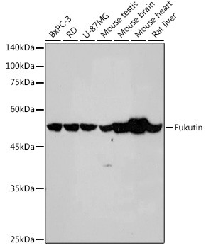 FKTN Antibody in Western Blot (WB)