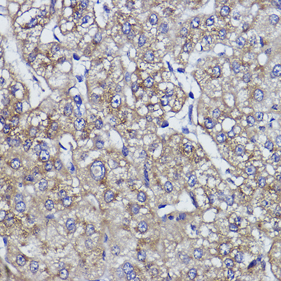 ZPR1 Antibody in Immunohistochemistry (Paraffin) (IHC (P))