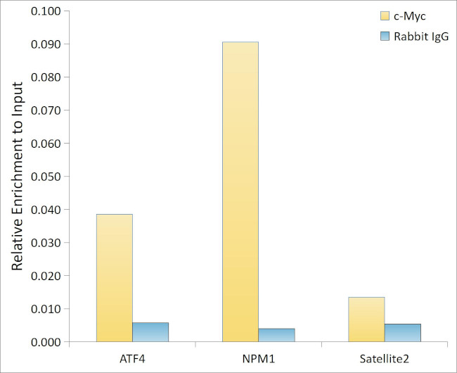 c-Myc Antibody in ChIP Assay (ChIP)