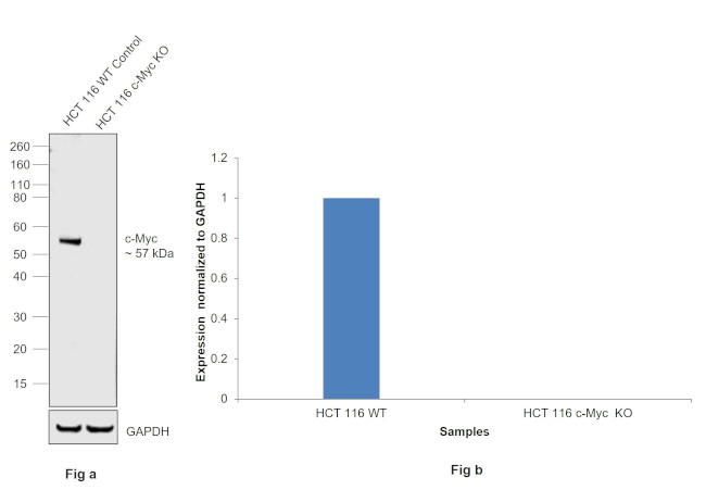 c-Myc Antibody