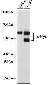 c-Myc Antibody in Western Blot (WB)