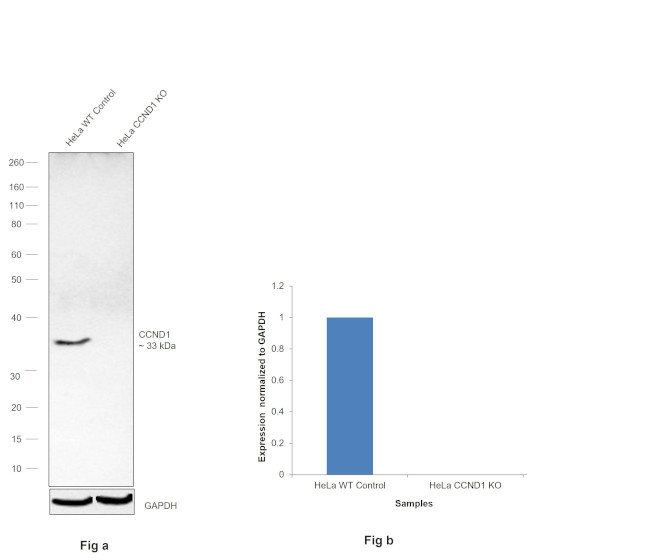 Cyclin D1 Antibody