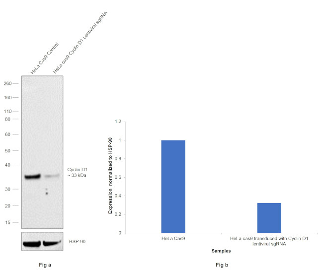 Cyclin D1 Antibody in Western Blot (WB)