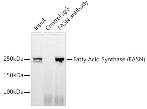 FASN Antibody in Immunoprecipitation (IP)