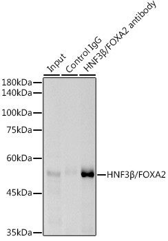 FOXA2 Antibody in Immunoprecipitation (IP)