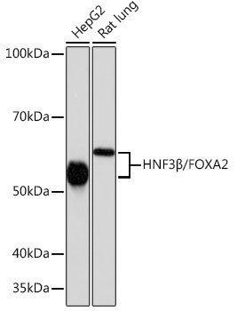 FOXA2 Antibody in Western Blot (WB)