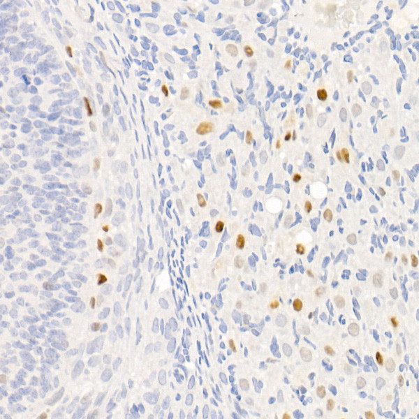 p21 Antibody in Immunohistochemistry (Paraffin) (IHC (P))