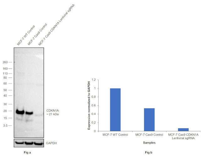 p21 Antibody