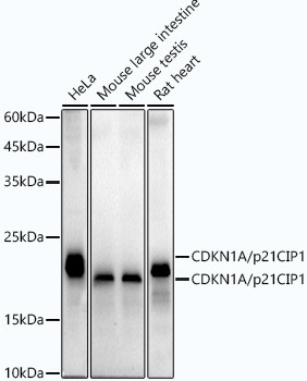 p21 Antibody in Western Blot (WB)