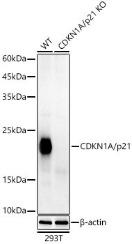 p21 Antibody in Western Blot (WB)