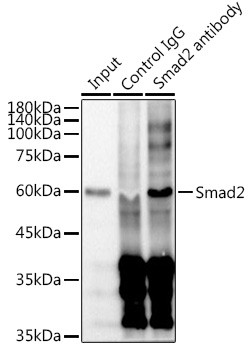 SMAD2 Antibody in Immunoprecipitation (IP)