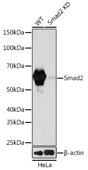 SMAD2 Antibody in Western Blot (WB)