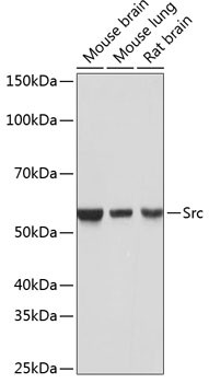 SRC Antibody in Western Blot (WB)