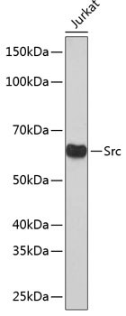 SRC Antibody in Western Blot (WB)