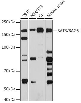 BAG6 Antibody in Western Blot (WB)